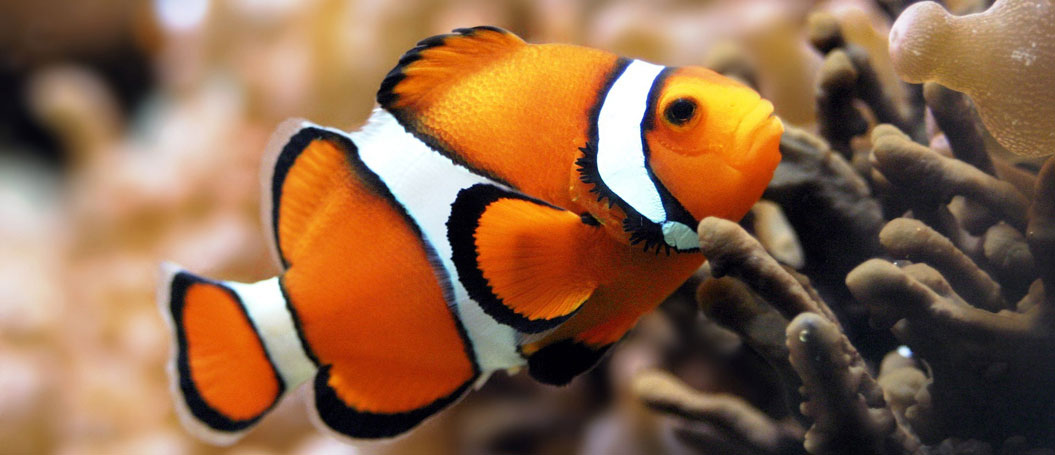 正版软件授权的云呼网页版免费试用