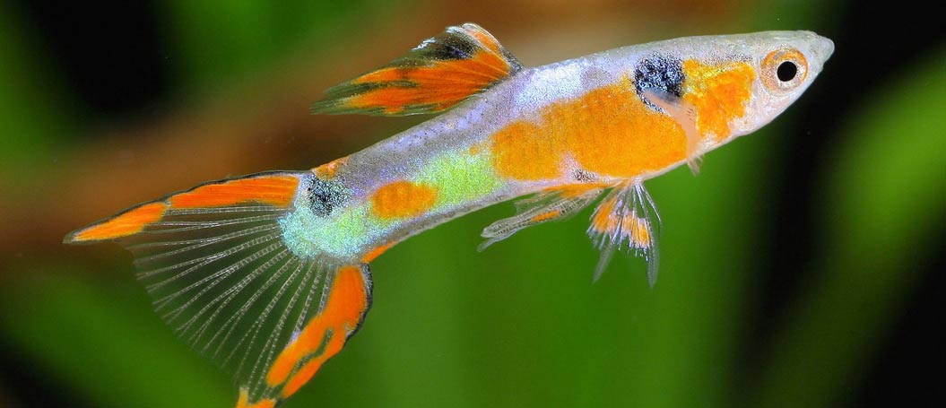 电话轰炸机官网