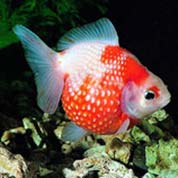 免费手机号轰炸机