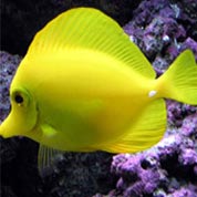 安装便捷干净的云呼轰炸官网