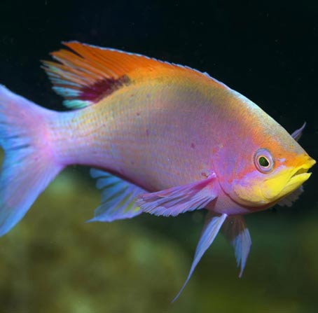 免费手机号轰炸机